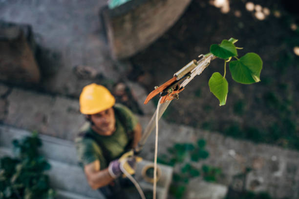 Best Commercial Tree Services  in Tukwila, WA